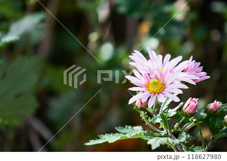 秋の庭に咲くピンク色の菊の花 秋の庭に咲くピンク色の菊の花 118627980