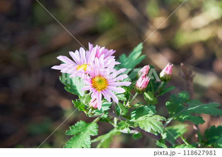 秋の庭に咲くピンク色の菊の花 秋の庭に咲くピンク色の菊の花 118627981