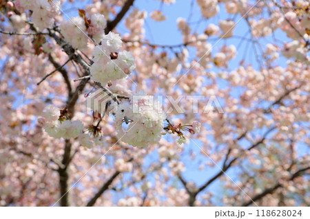 満開　ヤエザクラの花 118628024