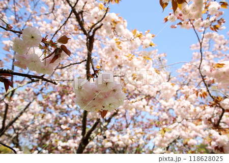 満開 ヤエザクラの花 満開 ヤエザクラの花 118628025