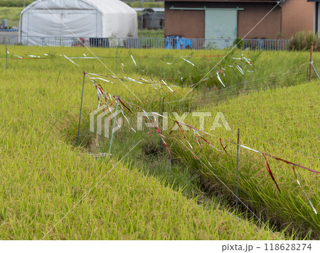 防鳥テープが張られた田園風景 118628274