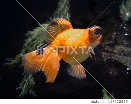 金魚 デメキン 金魚 デメキン 118628326