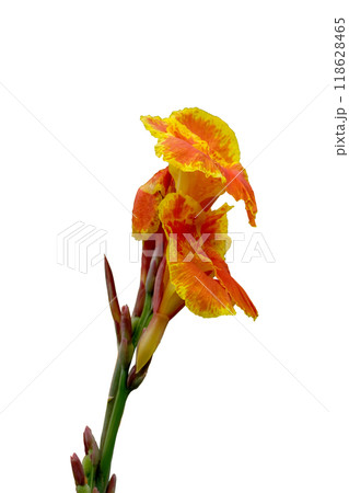 Orange canna flower beautifu Orange canna flower beautifu 118628465