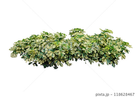 Scheffler Arboricola Varigated Bush Scheffler Arboricola Varigated Bush 118628467