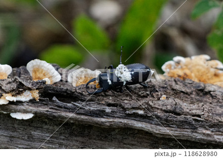 昆虫病原糸状菌　ボーベリア感染甲虫 118628980