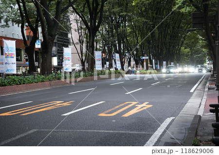仙台市定禅寺通りのケヤキ並木 118629006