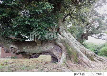 千葉県君津市　賀恵淵の椎 118629015