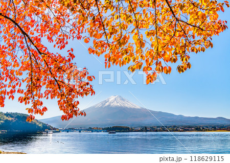 富士山と河口湖畔の紅葉 富士山と河口湖畔の紅葉 118629115