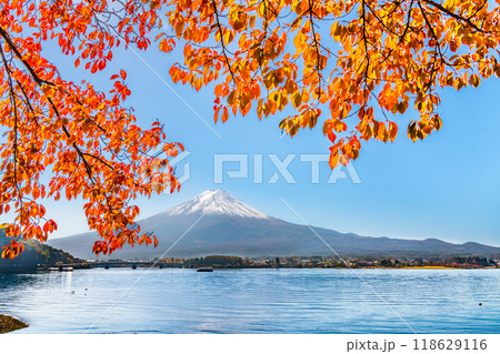 富士山と河口湖畔の紅葉 富士山と河口湖畔の紅葉 118629116