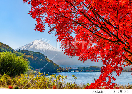 富士山と河口湖畔の紅葉 富士山と河口湖畔の紅葉 118629120