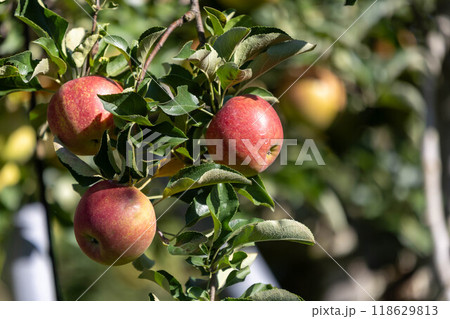 赤く色づいたリンゴ 赤く色づいたリンゴ 118629813