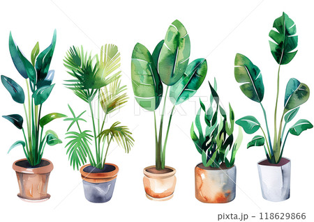 美しい観葉植物の鉢植えセット 美しい観葉植物の鉢植えセット 118629866