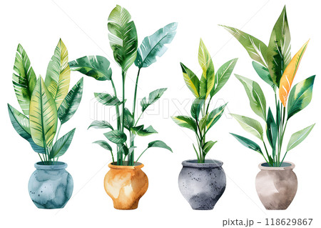 美しい観葉植物の鉢植えセット 118629867