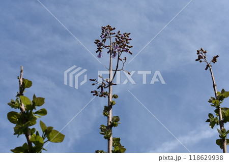 桐　桐の木 118629938