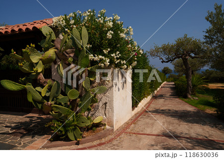 Sunny Garden Pathway with Cactus and Flowering Bushes Sunny Garden Pathway with Cactus and Flowering Bushes 118630036