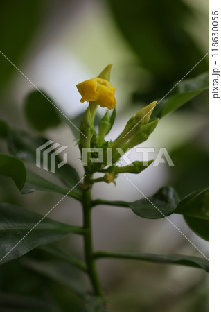 テベティア・アホウアイの花と蕾 118630056
