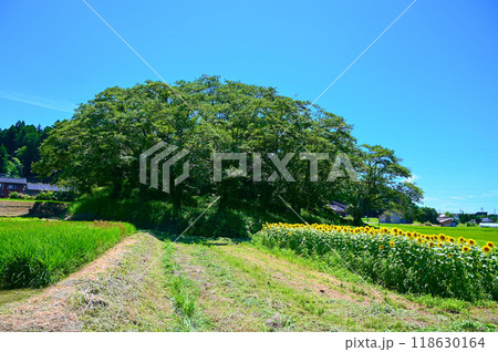 水白鍋山古墳　夏　ひまわり　中能登町 118630164