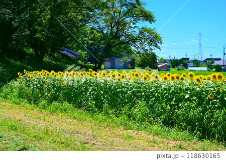水白鍋山古墳　夏　ひまわり　中能登町 118630165
