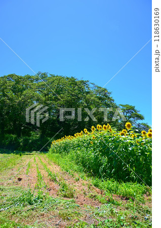 水白鍋山古墳 夏 ひまわり 中能登町 水白鍋山古墳 夏 ひまわり 中能登町 118630169