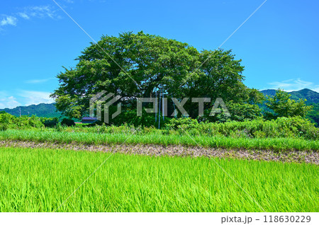 小竹ガラボウ山古墳　中能登町 118630229
