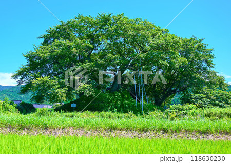 小竹ガラボウ山古墳　中能登町 118630230