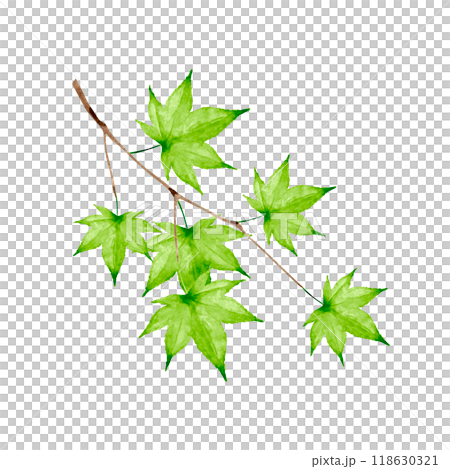 Autumn leaves, green, autumn, illustration, watercolor 118630321