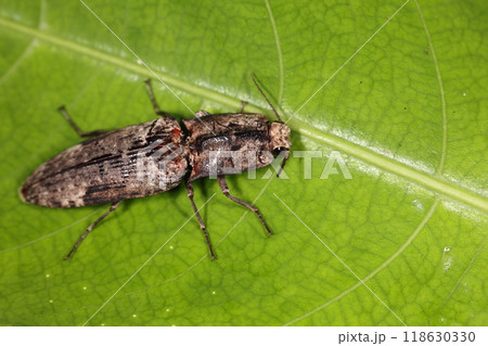 生き物 昆虫 オオフタモンウバタマコメツキ、前胸は細長く前翅側面に黒い斑紋。サビキコリ亜科の甲虫です 生き物 昆虫 オオフタモンウバタマコメツキ、前胸は細長く前翅側面に黒い斑紋。サビキコリ亜科の甲虫です 118630330