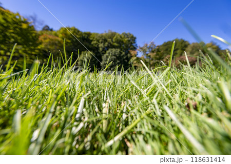 青空の下に広がる綺麗な芝生 118631414