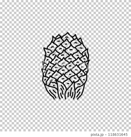 Structure of pine flowers, female flowers, gymnosperms, line drawing Structure of pine flowers, female flowers, gymnosperms, line drawing 118631645