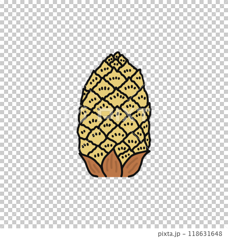 Structure of pine flowers: Male flowers, gymnosperms 118631648