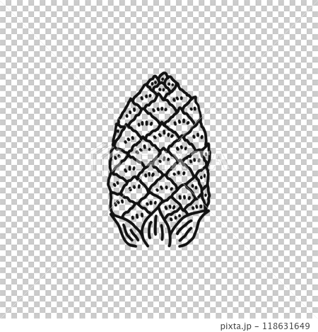 Structure of pine flowers, male flowers, gymnosperms, line drawing 118631649
