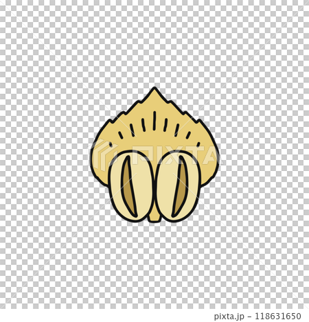 Structure of pine flowers: Male flowers, scales, gymnosperms Structure of pine flowers: Male flowers, scales, gymnosperms 118631650
