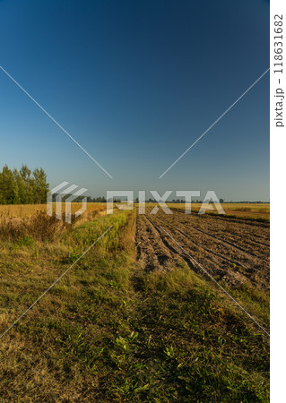 Potato field. Autumn, harvest. In the morning 118631682