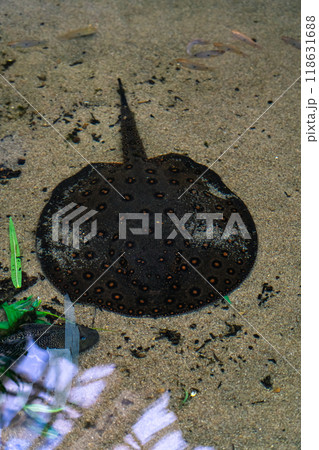 A stingray in the pond of the Minsk Zoo. A ramp in the water A stingray in the pond of the Minsk Zoo. A ramp in the water 118631688