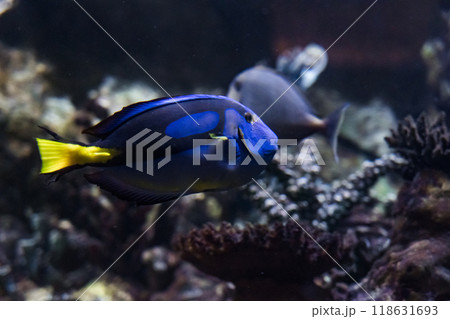 Fish Blue Surgeon or Flag surgeon swims in the aquarium of the Minsk Zoo 118631693