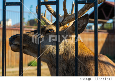 A deer in the Minsk zoo. A deer behind an iron fence at the zoo A deer in the Minsk zoo. A deer behind an iron fence at the zoo 118631731