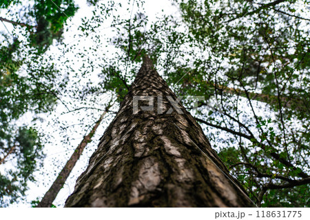 A forest with tall trees. Pine tree view from bottom to top 118631775