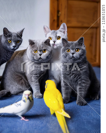 猫とインコの心温まるひとときのイラスト素材 [118631855] - PIXTA