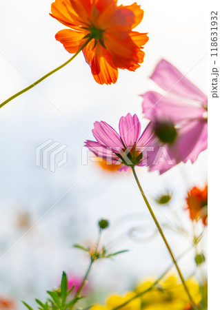 コスモスの花とつぼみ 118631932