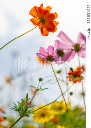 コスモスの花とつぼみとミツバチ 118631933