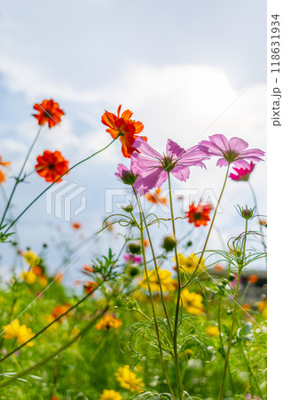コスモス畑に咲くカラフルな花々 118631934
