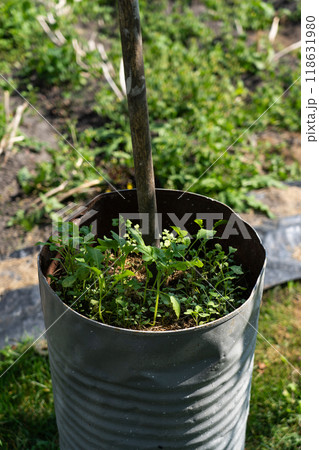 Mini garden in an iron barrel. Vegetation grows in a barrel Mini garden in an iron barrel. Vegetation grows in a barrel 118631980