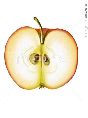 Half an apple. seeds Ripe and juicy fruit. The pulp is visible. The apple is red. Watercolor illustration. Half an apple. seeds Ripe and juicy fruit. The pulp is visible. The apple is red. Watercolor illustration. 118632018
