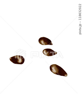 Apple seeds. Four pieces. Brown color. Seeds of ripe fruit. Watercolor illustration. 118632022
