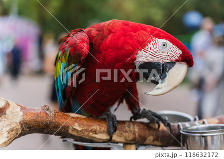 A red, bright macaw parrot in the Chelyuskintsev Children's Park in Minsk A red, bright macaw parrot in the Chelyuskintsev Children's Park in Minsk 118632172