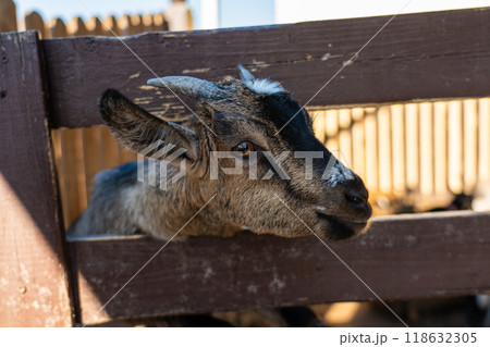 A goat leaned out over a wooden fence at the Minsk zoo 118632305