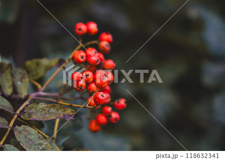 A lush bunch of mountain ash grows in the park. The end of August in the park 118632341