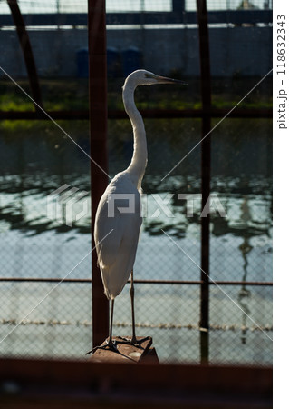 The white heron stands stretched up. The White Heron at the Minsk Zoo The white heron stands stretched up. The White Heron at the Minsk Zoo 118632343