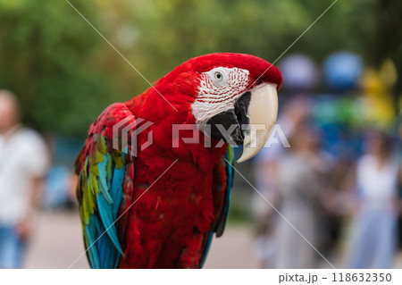 A red, bright macaw parrot in the Chelyuskintsev Children's Park in Minsk 118632350