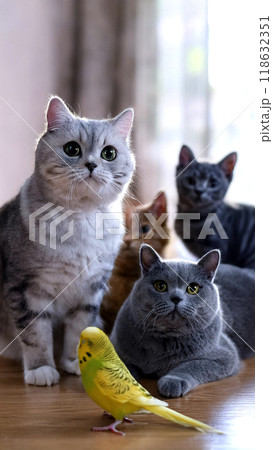 猫とインコの仲間たち：平和な共存のひととき 118632351
